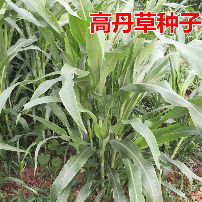 进口高丹草种子牧草种子四季养殖牛羊猪鱼再生喂鱼草虾草种