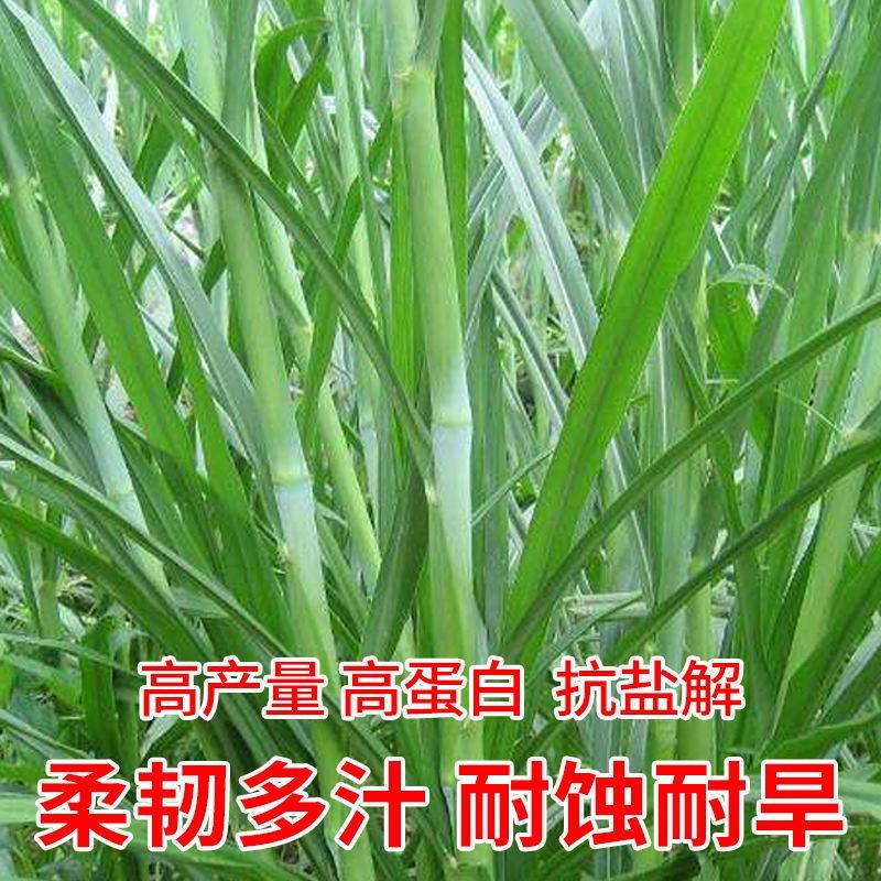 高产四季牧草种子多年生大叶晚熟杂交王草种籽牛羊猪鱼兔养殖