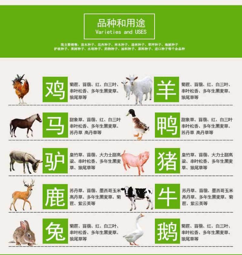 高产四季牧草种子多年生大叶晚熟杂交王草种籽牛羊猪鱼兔养殖