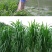 高产四季牧草种子多年生大叶晚熟杂交王草种籽牛羊猪鱼兔养殖