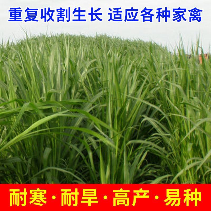 高产四季牧草种子多年生大叶晚熟杂交王草种籽牛羊猪鱼兔养殖