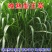 高产四季牧草种子多年生大叶晚熟杂交王草种籽牛羊猪鱼兔养殖