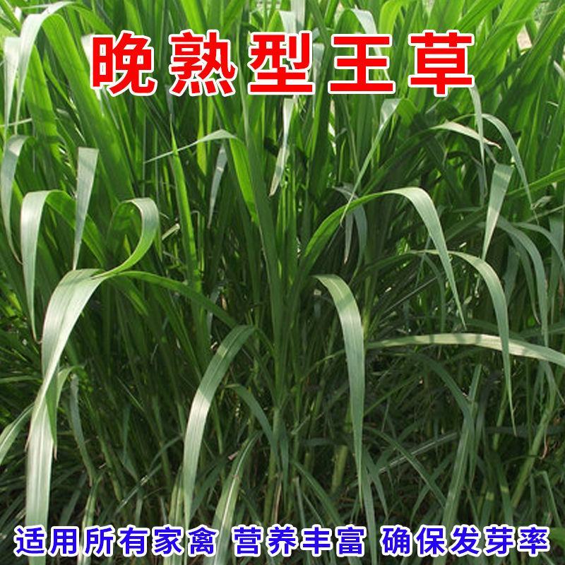 高产四季牧草种子多年生大叶晚熟杂交王草种籽牛羊猪鱼兔养殖