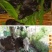 高产四季牧草种子多年生大叶晚熟杂交王草种籽牛羊猪鱼兔养殖