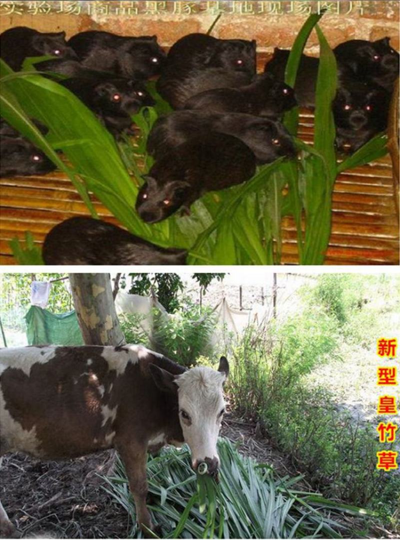 高产四季牧草种子多年生大叶晚熟杂交王草种籽牛羊猪鱼兔养殖