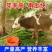 高产四季牧草种子多年生大叶晚熟杂交王草种籽牛羊猪鱼兔养殖