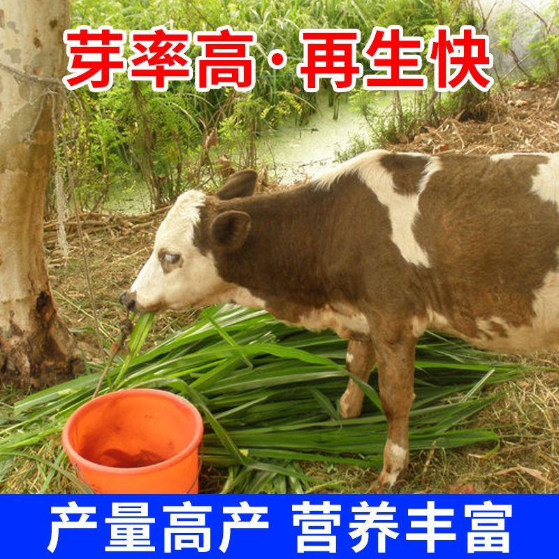 高产四季牧草种子多年生大叶晚熟杂交王草种籽牛羊猪鱼兔养殖