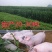 高产四季牧草种子多年生大叶晚熟杂交王草种籽牛羊猪鱼兔养殖