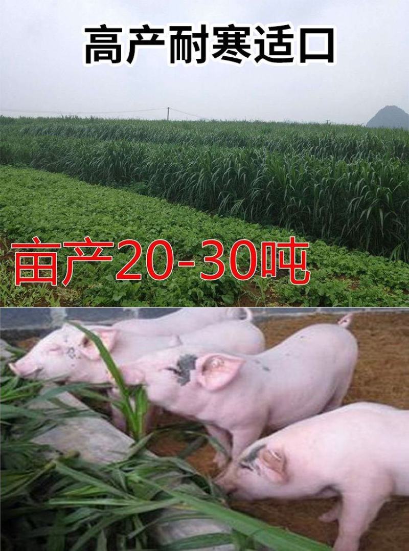 高产四季牧草种子多年生大叶晚熟杂交王草种籽牛羊猪鱼兔养殖