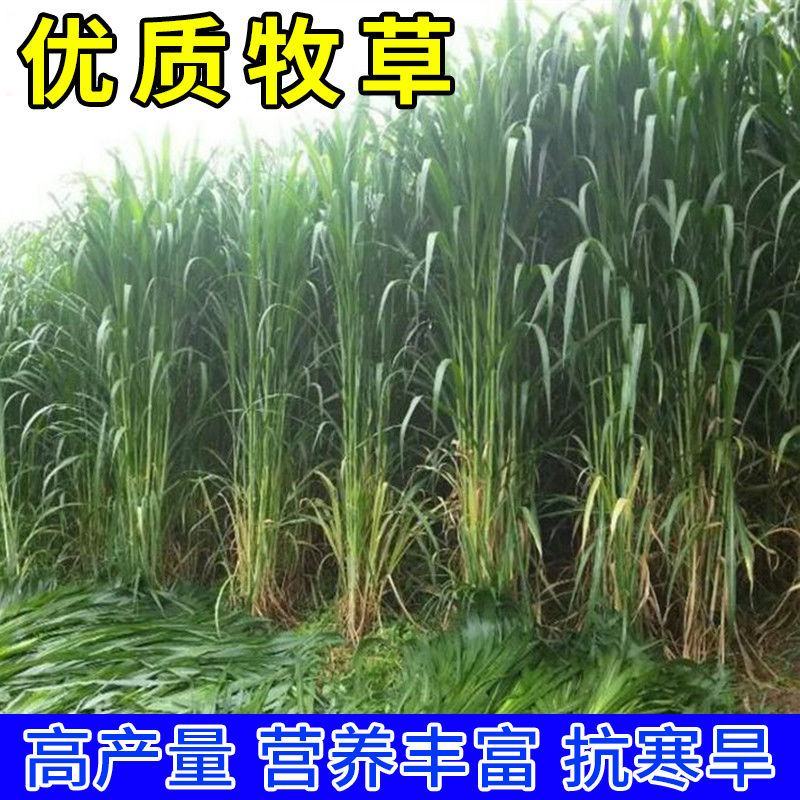 高产四季牧草种子多年生大叶晚熟杂交王草种籽牛羊猪鱼兔养殖