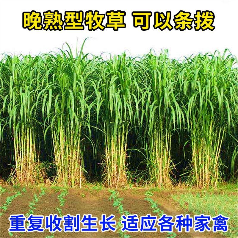 高产四季牧草种子多年生大叶晚熟杂交王草种籽牛羊猪鱼兔养殖
