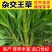 高产四季牧草种子多年生大叶晚熟杂交王草种籽牛羊猪鱼兔养殖