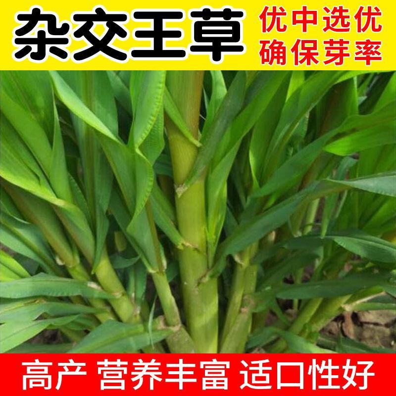 高产四季牧草种子多年生大叶晚熟杂交王草种籽牛羊猪鱼兔养殖