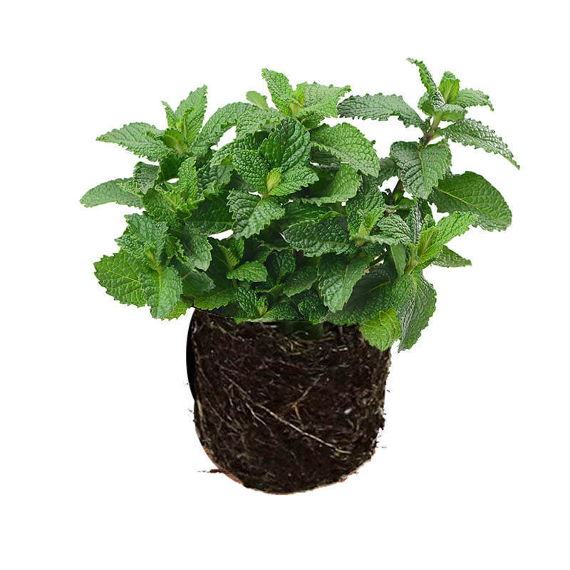 薄荷盆栽可食用新鲜薄荷叶办公室阳台植物驱蚊薄荷苗净化空气