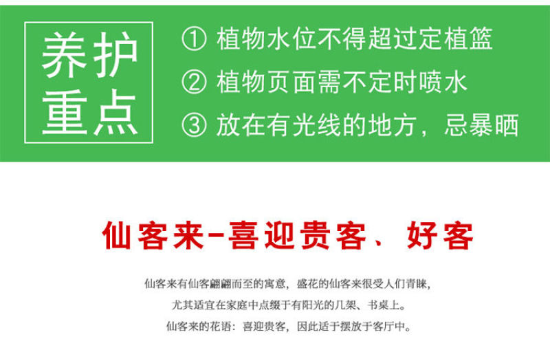 仙客来带花发货四季开花植物兔耳朵大花苗室内客厅桌面盆栽