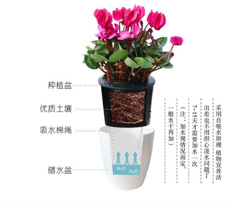 仙客来带花发货四季开花植物兔耳朵大花苗室内客厅桌面盆栽