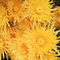 金丝皇菊批发价菊花茶