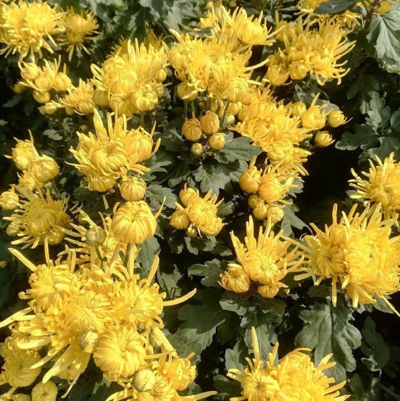 金丝皇菊批发价菊花茶