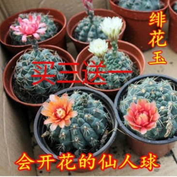 绯花玉仙人球带花苞绯花玉小盆栽桌面绿植防辐射多肉植物室内