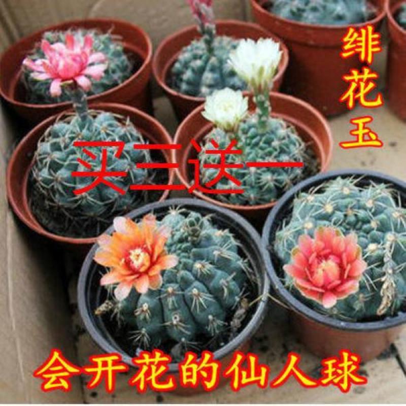 绯花玉仙人球带花苞绯花玉小盆栽桌面绿植防辐射多肉植物室内