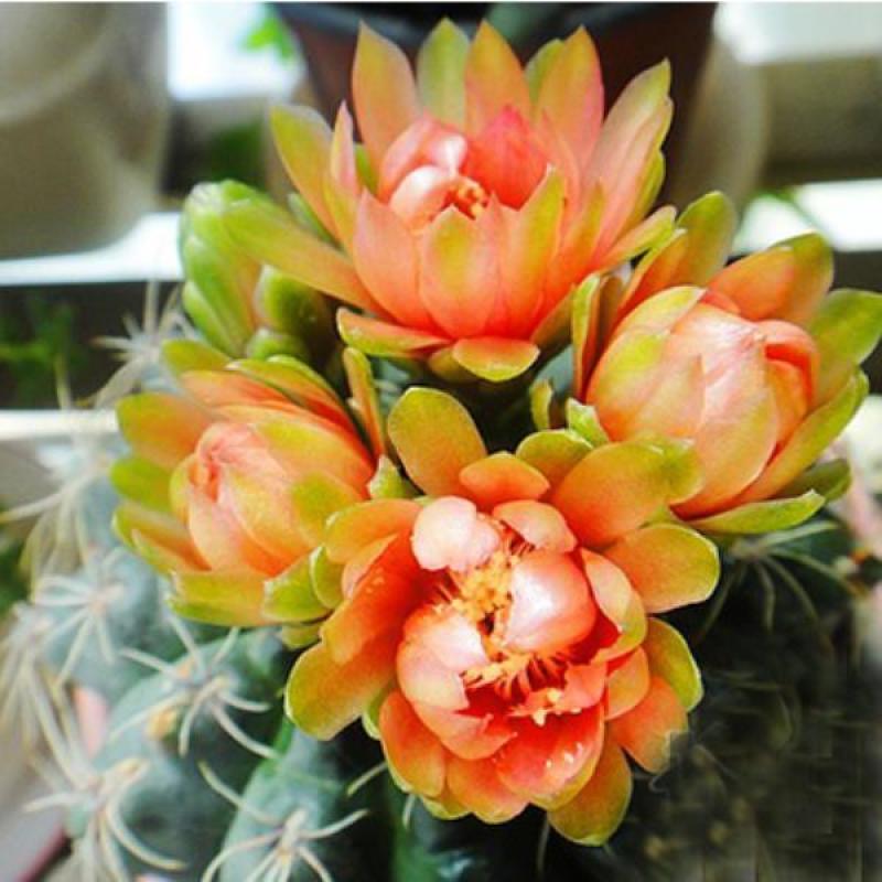 绯花玉仙人球带花苞绯花玉小盆栽桌面绿植防辐射多肉植物室内