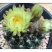 绯花玉仙人球带花苞绯花玉小盆栽桌面绿植防辐射多肉植物室内