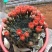 绯花玉仙人球带花苞绯花玉小盆栽桌面绿植防辐射多肉植物室内