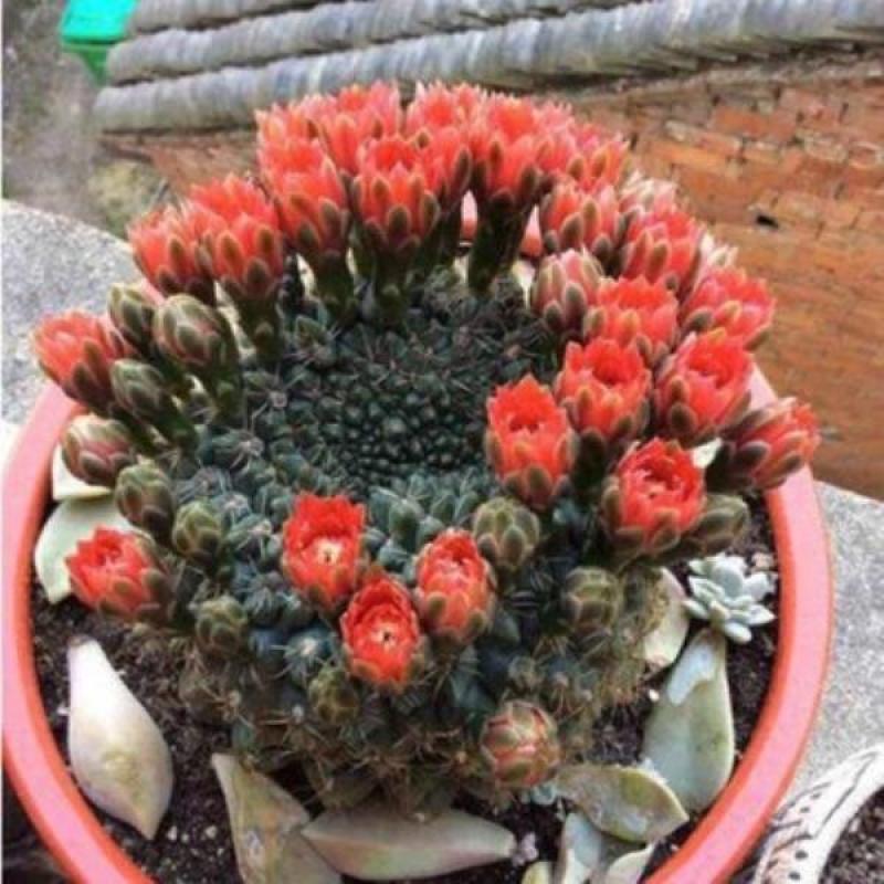 绯花玉仙人球带花苞绯花玉小盆栽桌面绿植防辐射多肉植物室内
