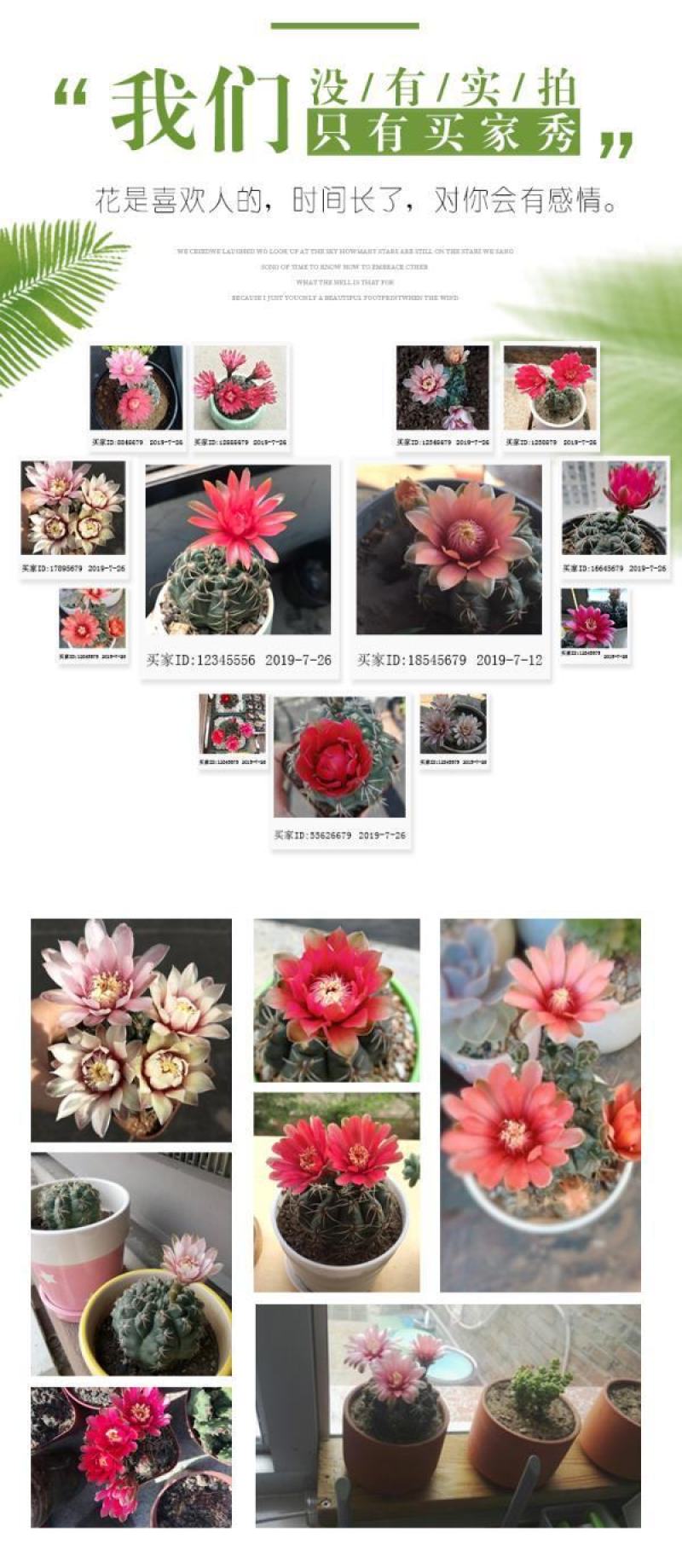绯花玉仙人球带花苞绯花玉小盆栽桌面绿植防辐射多肉植物室内