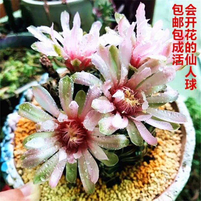 绯花玉仙人球带花苞绯花玉小盆栽桌面绿植防辐射多肉植物室内