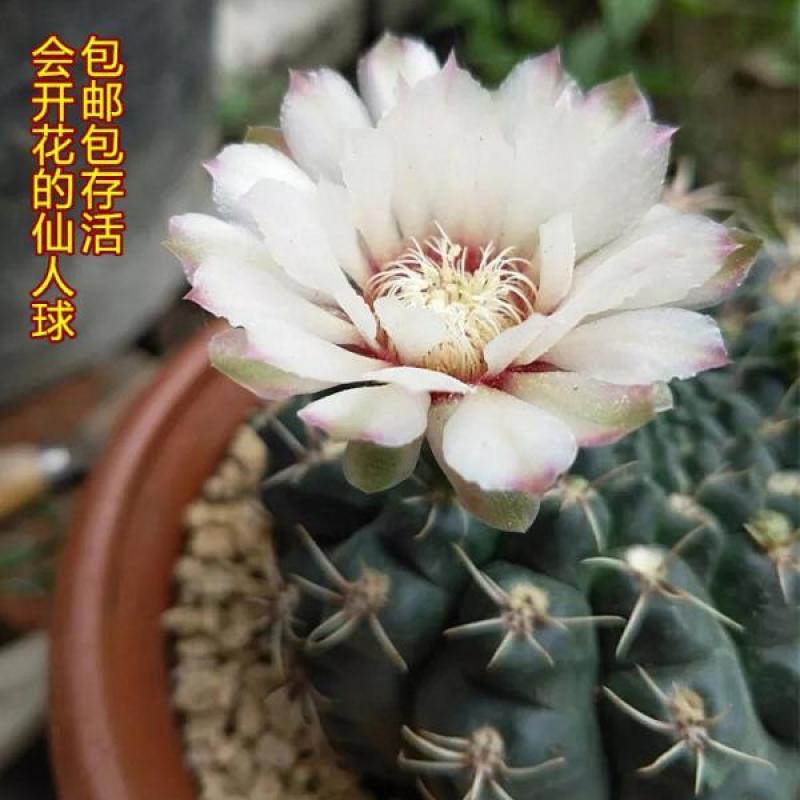绯花玉仙人球带花苞绯花玉小盆栽桌面绿植防辐射多肉植物室内