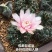 绯花玉仙人球带花苞绯花玉小盆栽桌面绿植防辐射多肉植物室内