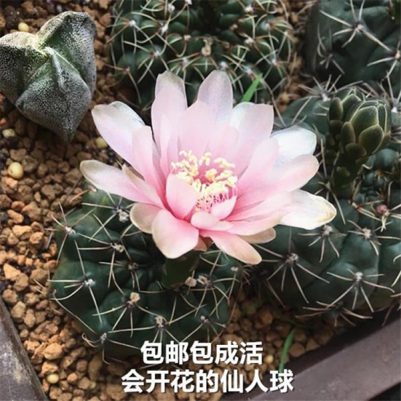 绯花玉仙人球带花苞绯花玉小盆栽桌面绿植防辐射多肉植物室内