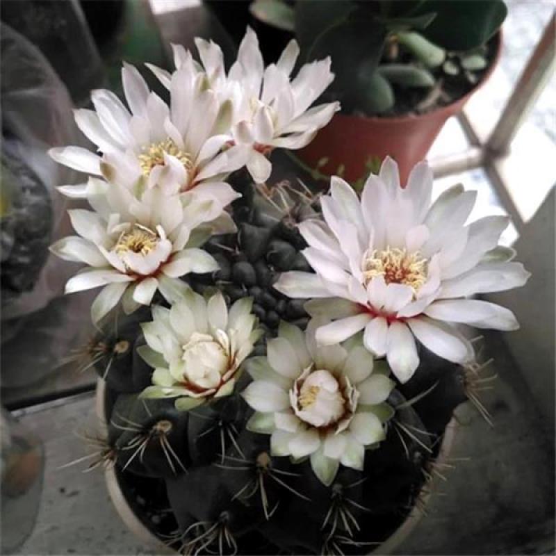 绯花玉仙人球带花苞绯花玉小盆栽桌面绿植防辐射多肉植物室内