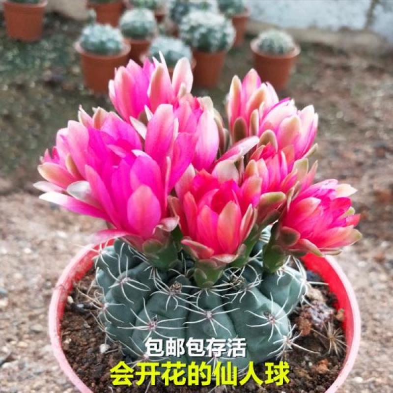 绯花玉仙人球带花苞绯花玉小盆栽桌面绿植防辐射多肉植物室内