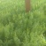 茴香。。。。。。。。。@@@@