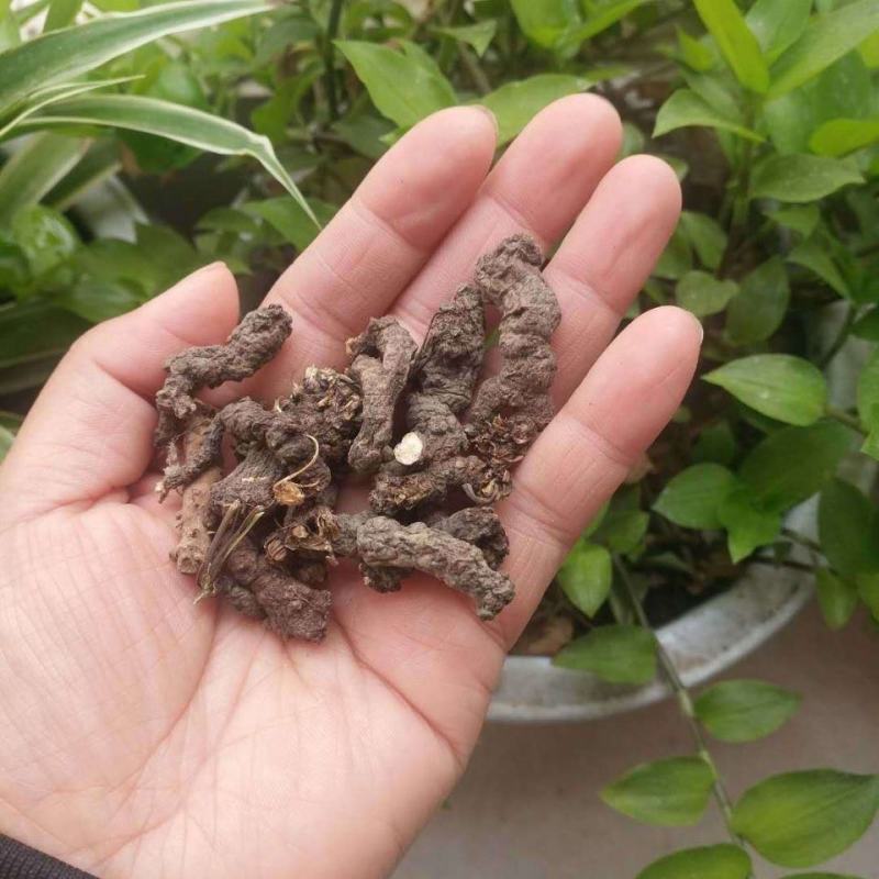 天葵子干货农副产品无硫不满意可退换货