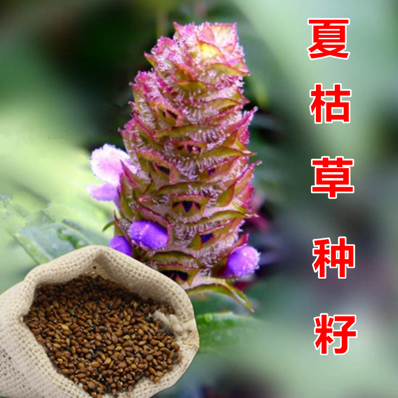 中草药种子种籽夏枯球夏枯草种子庭院阳台盆栽易种四季种
