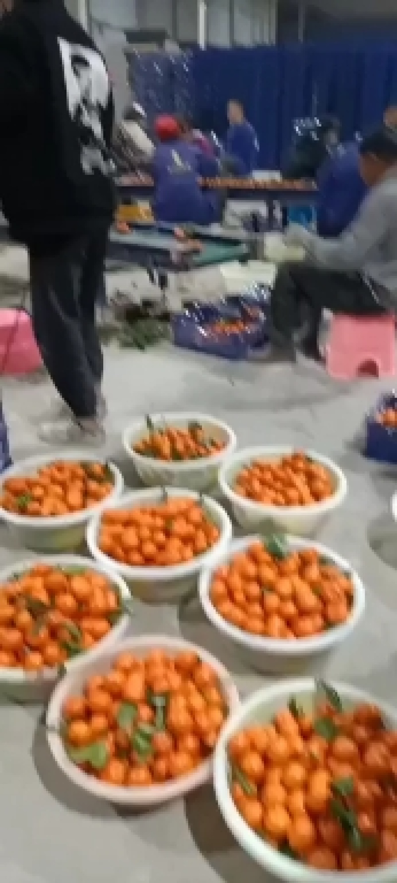 沙糖桔上市中，货源充足，口感好，皮张漂亮。