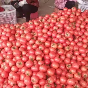 汝南万亩大棚番茄基地，品种多欢迎客户前来选购