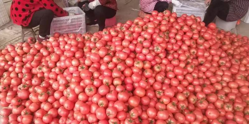 汝南万亩大棚番茄基地，品种多欢迎客户前来选购