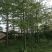 出售本地木棉挖地苗移植袋苗5-30公分