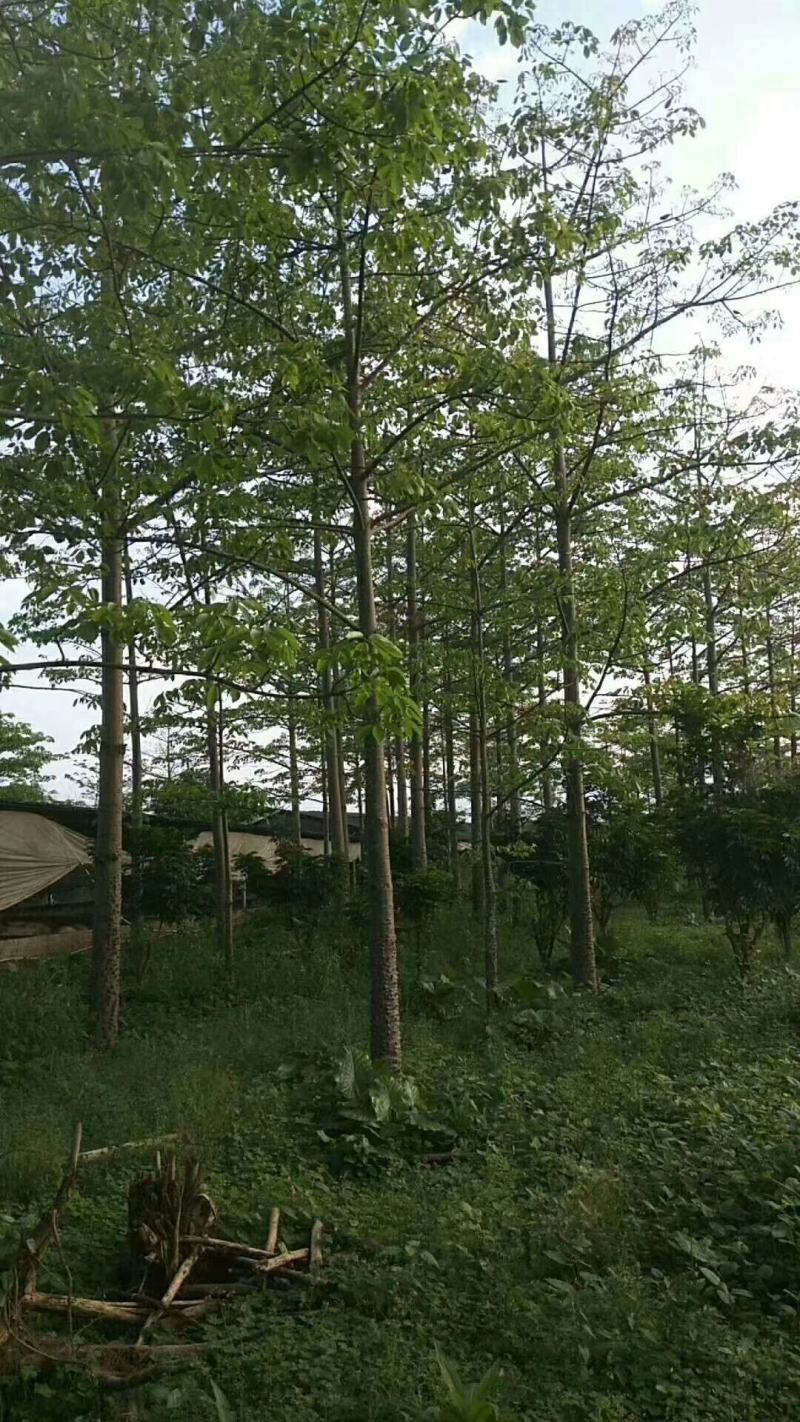 出售本地木棉挖地苗移植袋苗5-30公分