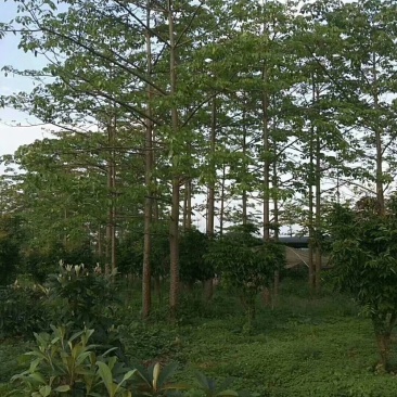 出售本地木棉挖地苗移植袋苗5-30公分