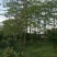 出售本地木棉挖地苗移植袋苗5-30公分