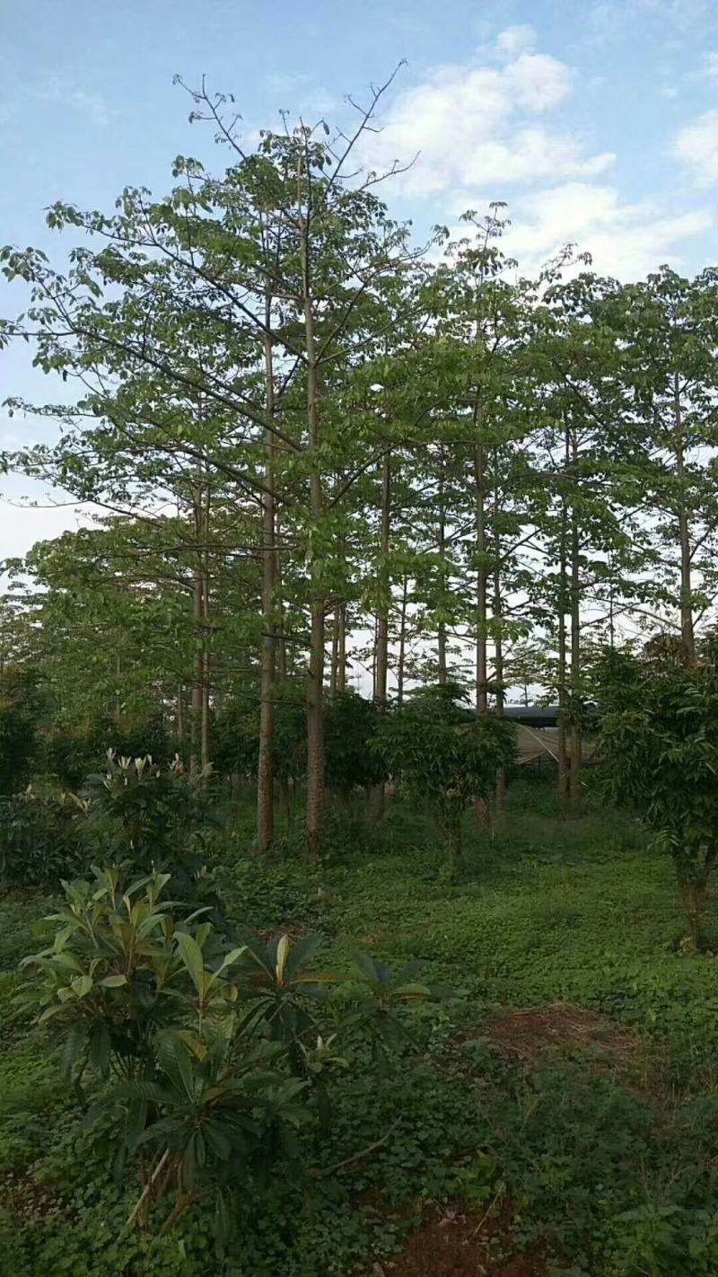 出售本地木棉挖地苗移植袋苗5-30公分