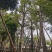 出售本地木棉挖地苗移植袋苗5-30公分