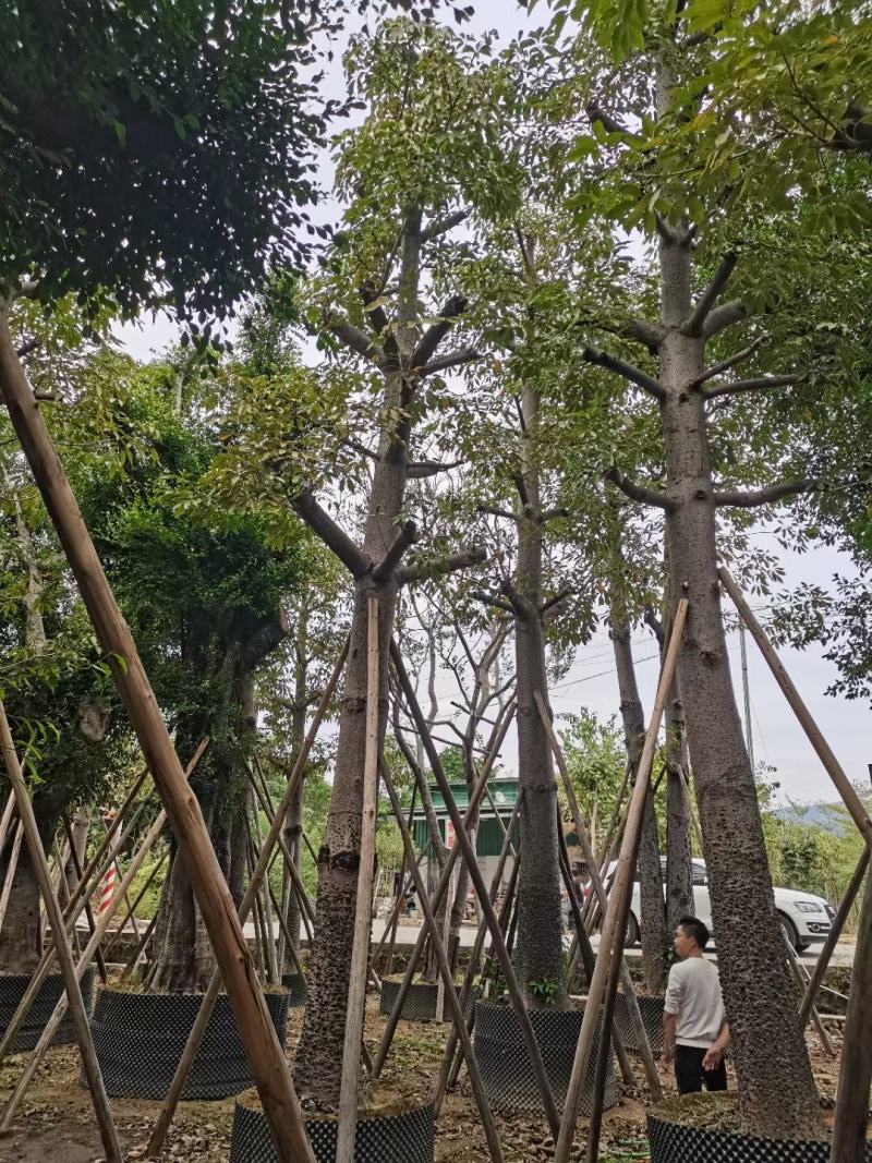 出售本地木棉挖地苗移植袋苗5-30公分