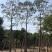 出售本地木棉挖地苗移植袋苗5-30公分