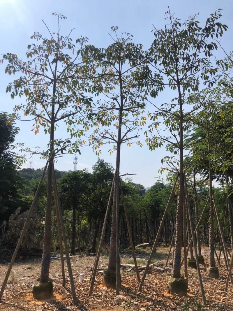 出售本地木棉挖地苗移植袋苗5-30公分